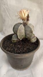 ASTROPHYTUM MYRIOSTIGMA "Colônia" Nº 1085 – vaso 15 - Imagem 7
