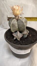 ASTROPHYTUM MYRIOSTIGMA "Colônia" Nº 1085 – vaso 15 - Imagem 4