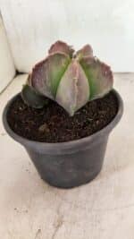 ASTROPHYTUM MYRIOSTIGMA "Colônia" Nº 1101 – vaso 15 - Imagem 8