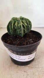 ASTROPHYTUM Myriostigma FUKURYU Nº 1073 – vaso 11 - Imagem 2