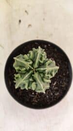 ASTROPHYTUM Myriostigma FUKURYU Nº 1073 – vaso 11 - Imagem 10