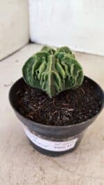 ASTROPHYTUM Myriostigma FUKURYU Nº 1073 – vaso 11 - Imagem 9