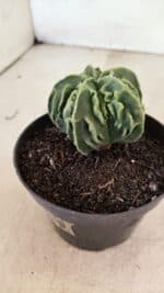 ASTROPHYTUM Myriostigma FUKURYU Nº 1073 – vaso 11 - Imagem 8