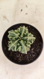 ASTROPHYTUM Myriostigma FUKURYU Nº 1073 – vaso 11 - Imagem 3