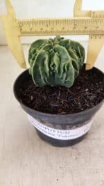 ASTROPHYTUM Myriostigma FUKURYU Nº 1073 – vaso 11 - Imagem 4