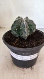 ASTROPHYTUM Myriostigma FUKURYU Nº 1074 – vaso 15 - Imagem 2