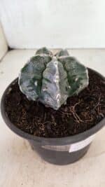 ASTROPHYTUM Myriostigma FUKURYU Nº 1074 – vaso 15 - Imagem 7