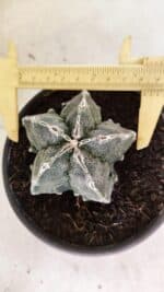 ASTROPHYTUM Myriostigma FUKURYU Nº 1074 – vaso 15