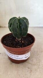 ASTROPHYTUM Myriostigma FUKURYU Nº 1075 – vaso 11 - Imagem 2