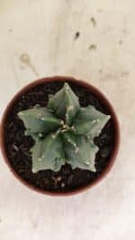 ASTROPHYTUM Myriostigma FUKURYU Nº 1075 – vaso 11 - Imagem 3