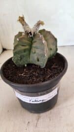 MATRIZ ASTROPHYTUM Myriostigma FUKURYU Nº 1122 – vaso 15 - Imagem 2