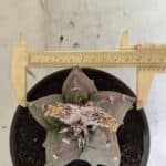 MATRIZ ASTROPHYTUM Myriostigma FUKURYU Nº 1122 – vaso 15