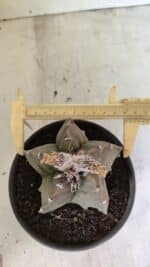 MATRIZ ASTROPHYTUM Myriostigma FUKURYU Nº 1122 – vaso 15