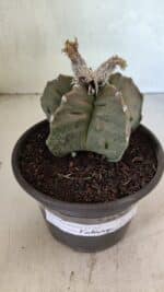 MATRIZ ASTROPHYTUM Myriostigma FUKURYU Nº 1122 – vaso 15 - Imagem 11