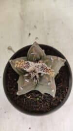 MATRIZ ASTROPHYTUM Myriostigma FUKURYU Nº 1122 – vaso 15 - Imagem 9