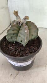 MATRIZ ASTROPHYTUM Myriostigma FUKURYU Nº 1122 – vaso 15 - Imagem 10