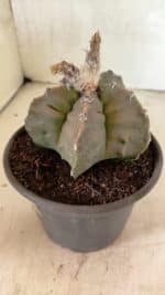 MATRIZ ASTROPHYTUM Myriostigma FUKURYU Nº 1122 – vaso 15 - Imagem 8