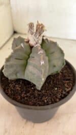 MATRIZ ASTROPHYTUM Myriostigma FUKURYU Nº 1122 – vaso 15 - Imagem 7