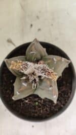 MATRIZ ASTROPHYTUM Myriostigma FUKURYU Nº 1122 – vaso 15 - Imagem 3