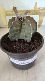 MATRIZ ASTROPHYTUM Myriostigma FUKURYU Nº 1122 – vaso 15 - Imagem 4