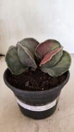 ASTROPHYTUM MYRIOSTIGMA "Bicéfalo" Nº 1141 – vaso 15 - Imagem 2