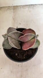 ASTROPHYTUM MYRIOSTIGMA "Bicéfalo" Nº 1141 – vaso 15 - Imagem 3