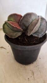 ASTROPHYTUM MYRIOSTIGMA "Bicéfalo" Nº 1141 – vaso 15 - Imagem 5