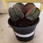 ASTROPHYTUM MYRIOSTIGMA "Bicéfalo" Nº 1141 – vaso 15