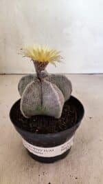 ASTROPHYTUM MYRIOSTIGMA Nº 1053 – vaso 11 - Imagem 2