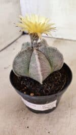 ASTROPHYTUM MYRIOSTIGMA Nº 1053 – vaso 11 - Imagem 8