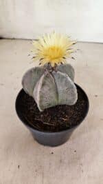 ASTROPHYTUM MYRIOSTIGMA Nº 1053 – vaso 11 - Imagem 7