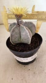 ASTROPHYTUM MYRIOSTIGMA Nº 1053 – vaso 11 - Imagem 4