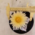 ASTROPHYTUM MYRIOSTIGMA Nº 1053 – vaso 11