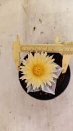 ASTROPHYTUM MYRIOSTIGMA Nº 1053 – vaso 11