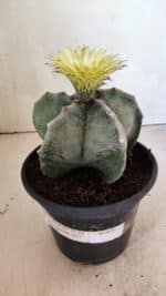ASTROPHYTUM MYRIOSTIGMA  Nº 626 – vaso 15 - Imagem 2