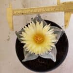 ASTROPHYTUM MYRIOSTIGMA  Nº 626 – vaso 15