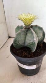 ASTROPHYTUM MYRIOSTIGMA  Nº 626 – vaso 15 - Imagem 11