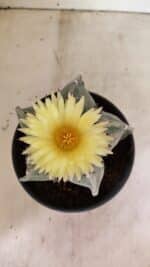 ASTROPHYTUM MYRIOSTIGMA  Nº 626 – vaso 15 - Imagem 7