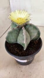 ASTROPHYTUM MYRIOSTIGMA  Nº 626 – vaso 15 - Imagem 10
