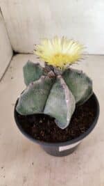 ASTROPHYTUM MYRIOSTIGMA  Nº 626 – vaso 15 - Imagem 9