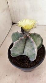 ASTROPHYTUM MYRIOSTIGMA  Nº 626 – vaso 15 - Imagem 8