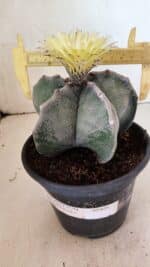ASTROPHYTUM MYRIOSTIGMA  Nº 626 – vaso 15 - Imagem 4