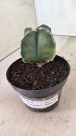 ASTROPHYTUM MYRIOSTIGMA VARIEGATA "4 QUINAS" Nº 1084 – vaso 11 - Imagem 10