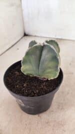 ASTROPHYTUM MYRIOSTIGMA VARIEGATA "4 QUINAS" Nº 1084 – vaso 11 - Imagem 8