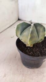 ASTROPHYTUM MYRIOSTIGMA VARIEGATA "4 QUINAS" Nº 1084 – vaso 11