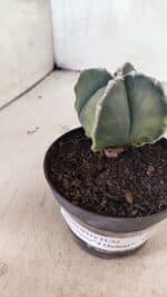 ASTROPHYTUM MYRIOSTIGMA VARIEGATA "4 QUINAS" Nº 1084 – vaso 11 - Imagem 9