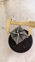 ASTROPHYTUM MYRIOSTIGMA VARIEGATA "4 QUINAS" Nº 1084 – vaso 11 - Imagem 5