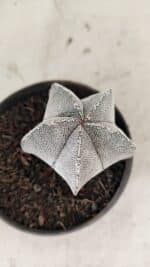 ASTROPHYTUM MYRIOSTIGMA Onzuka  Nº 730 – vaso 11 - Imagem 6