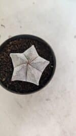 ASTROPHYTUM MYRIOSTIGMA Onzuka  Nº 730 – vaso 11 - Imagem 5