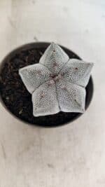 ASTROPHYTUM MYRIOSTIGMA Onzuka  Nº 730 – vaso 11 - Imagem 3